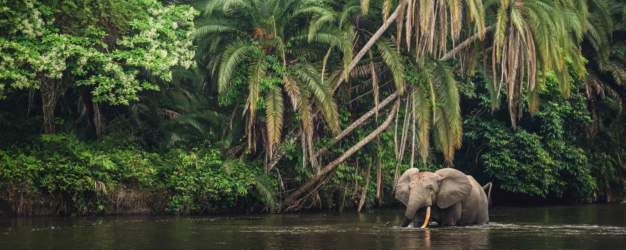 An elephant standing in a river surrounded by lush tropical vegetation.
