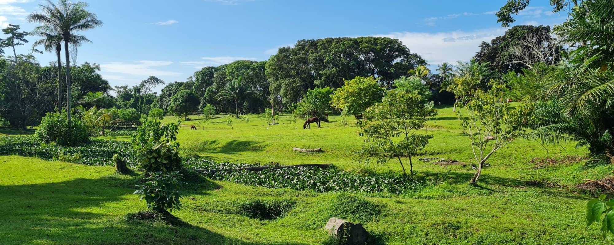 A tranquil green landscape with trees, a stream, and grazing horses under a blue sky.